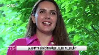Turnagagasıgiller Familyasından Sardunya Bitkisinin Özellikleri