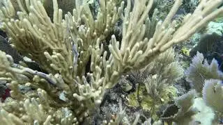 @trinamason beautiful fish at the reef July 24 2021 4:22pm underwater scuba diving Florida keys aho