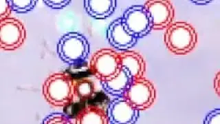 Touhou 7 - Perfect Cherry Blossom - Lunatic No Bomb - Marisa A