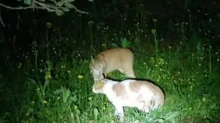 Cat Fight( Angel)vs(Felix) Angel Victory