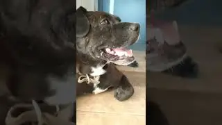 Собаке жарко