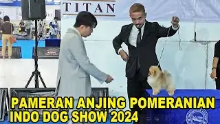 Pameran Anjing Pomeranian Indo Dog Show 2024 - Pluit Village