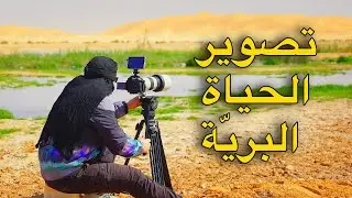 تصوير الحياة البرية في الجزائر