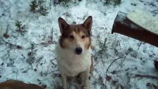В лес с внуком и собаками на костёр.