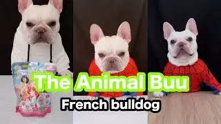 The Animal Buu Compilation | the most Fuuny collection209 #theanimalbuu #dogsofyoutube