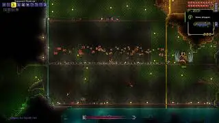 Queen Bee with NO IMMUNITY FRAMES