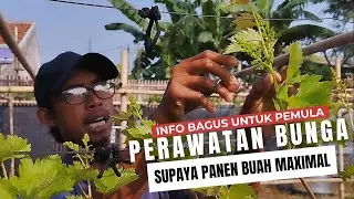 Rahasia Perawatan, Agar Bunga Anggur Menjadi Buah Berukuran Maksimal Dan Rasanya Optimal.