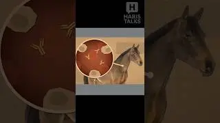 Horse gives us vaccine for snake bites | Haris talks | Malayalam FACTS 