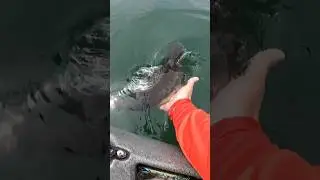 Lake Lanier Bass Release
