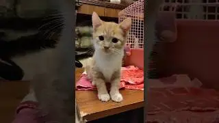 Выкинули в сумке, как мусор.а они ещё толком не умели есть 