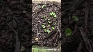 BASIL Sprouts #seedstarting #gardening #growingfood #zone8b #herbs
