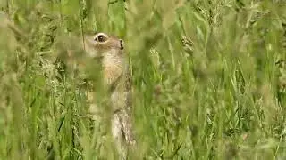 Суслик крапчатый.
