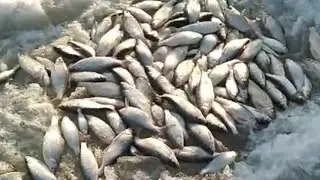 ВОБЛА ПРЁТ ДУРНИНОЙ! БЕШЕНЫЙ КЛЁВ