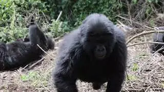 Amazing mountain gorillas of Rwanda