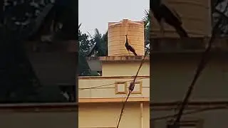 Peacock on rooftop