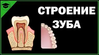 Строение зуба и типы зубов ЕГЭ ОГЭ