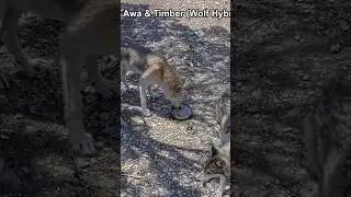 Wolfdog DNA reveal! 🐺🧬🎂 #shorts #wolf #wolfdog #notapet #alveus #mayahiga #twitch