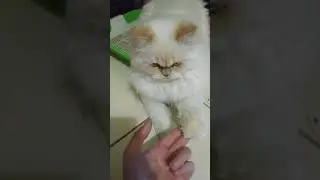 VID 20191108 135923