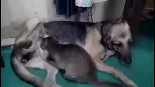 Kop-a the Dog milking Cat