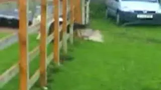 snowy and simba and kai playing