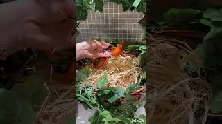 Bayram yumurtasının hazırlanması