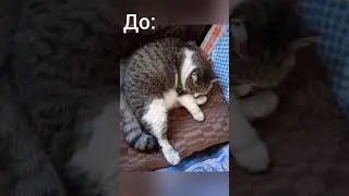 Котики на даче, когда приехали внуки: