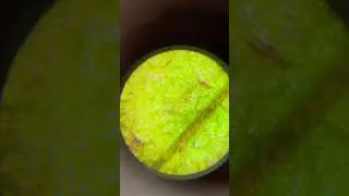 Лист черники под детским микроскопом