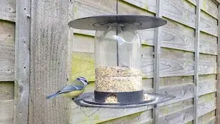Bird Feeder