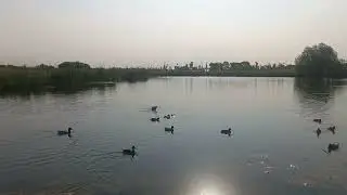 Серая утка