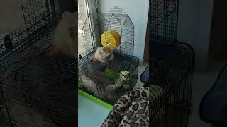 #cat