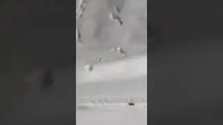 Лиса на заправке в Карелии