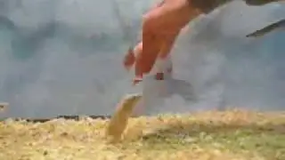 Dancing Mouse