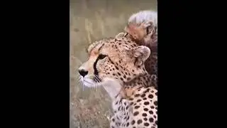 Маленький гепардик и его Мама