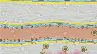 Leukocyte Rolling