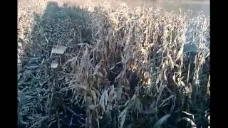 уборка кукурузы, Нива Ск-5 з лифтерамы