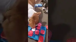 My corgi and pitbull play some games!