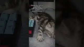 #shortsvideo #meme #shortsfeed #гача #тикток #tiktok #gachaclub #gacha #gachalife