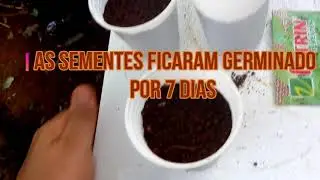 Como Germinar rúcula no copo plastico#vegetable garden#