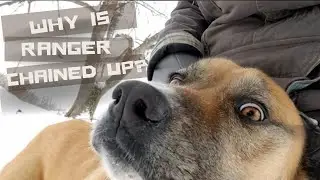 Why Ranger the dog is chained up? #dogstory #escapeartist