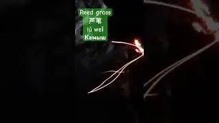 How to say reed grass in Chinese-芦苇 lúwěi