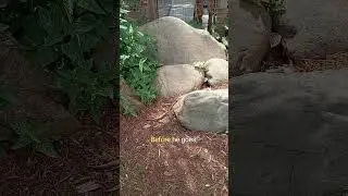 Little Lizard with the MOST Chill