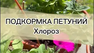 ПОДКОРМКА ПЕТУНИЙ на все лето. Хлороз и чем его лечить.