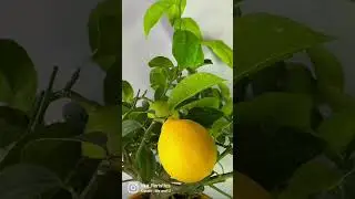Купить лимон в Воронеже 