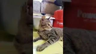 Yaya ni teleng - cat of the day