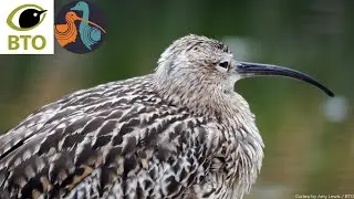 Curlew tagging - a glimpse into the work of field ecologists