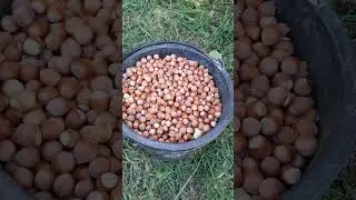 Фундук Черкесский 2. Урожай с восьмилетнего куста