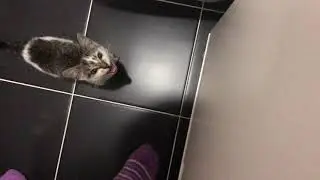 Котик не ел 5 минут