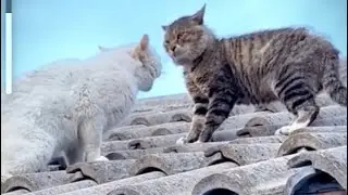 Gengster kucing terkuat #habibjayachannel #habibviral #shortsvidiohabib #fyphabib
