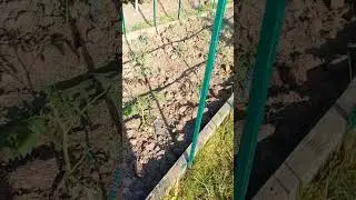 Высадили рассаду помидор