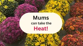 Mums can handle the heat 🔥